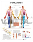 Human Dermatomes Anatomical Chart